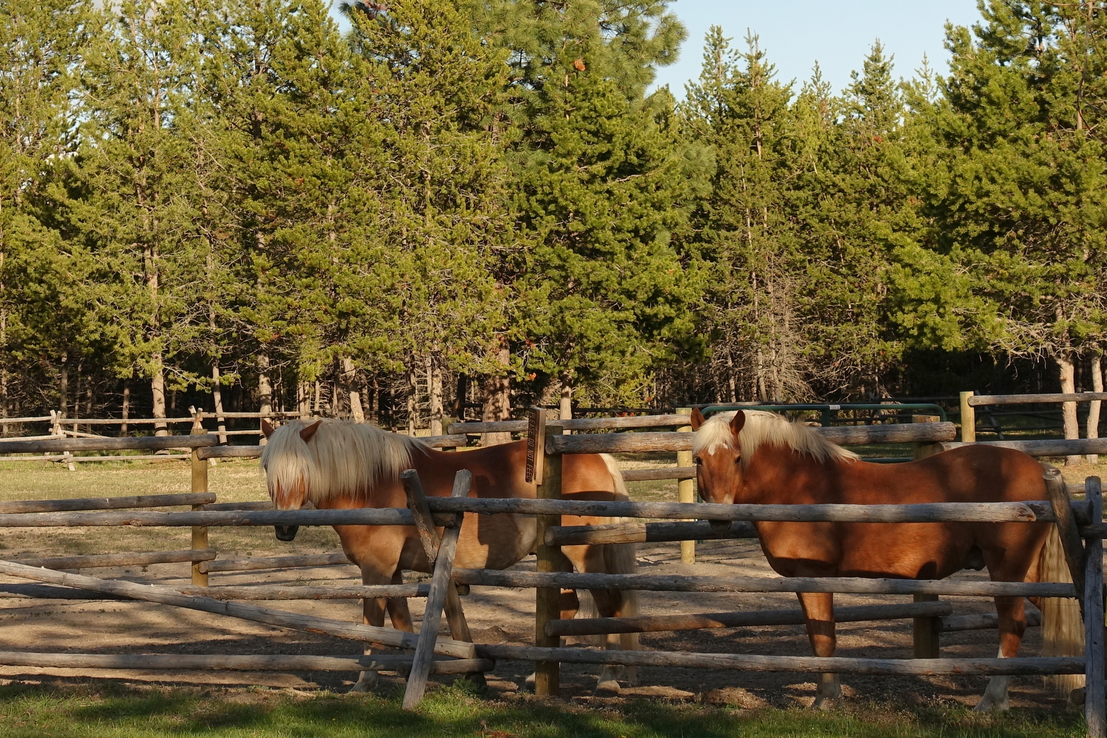Two blond horses in adjoining corrals